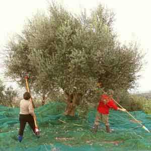 Marc et Evi gaulent leurs olives.