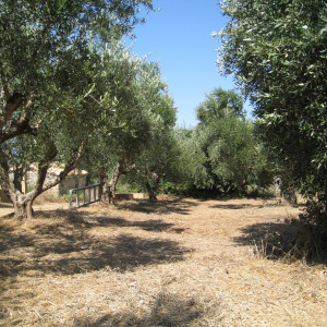 L'oliveraie des TroisTortues en été