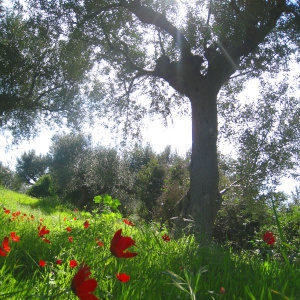 fleur sur oliveraie